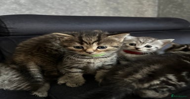 Scottish Fold cats - Advert 1