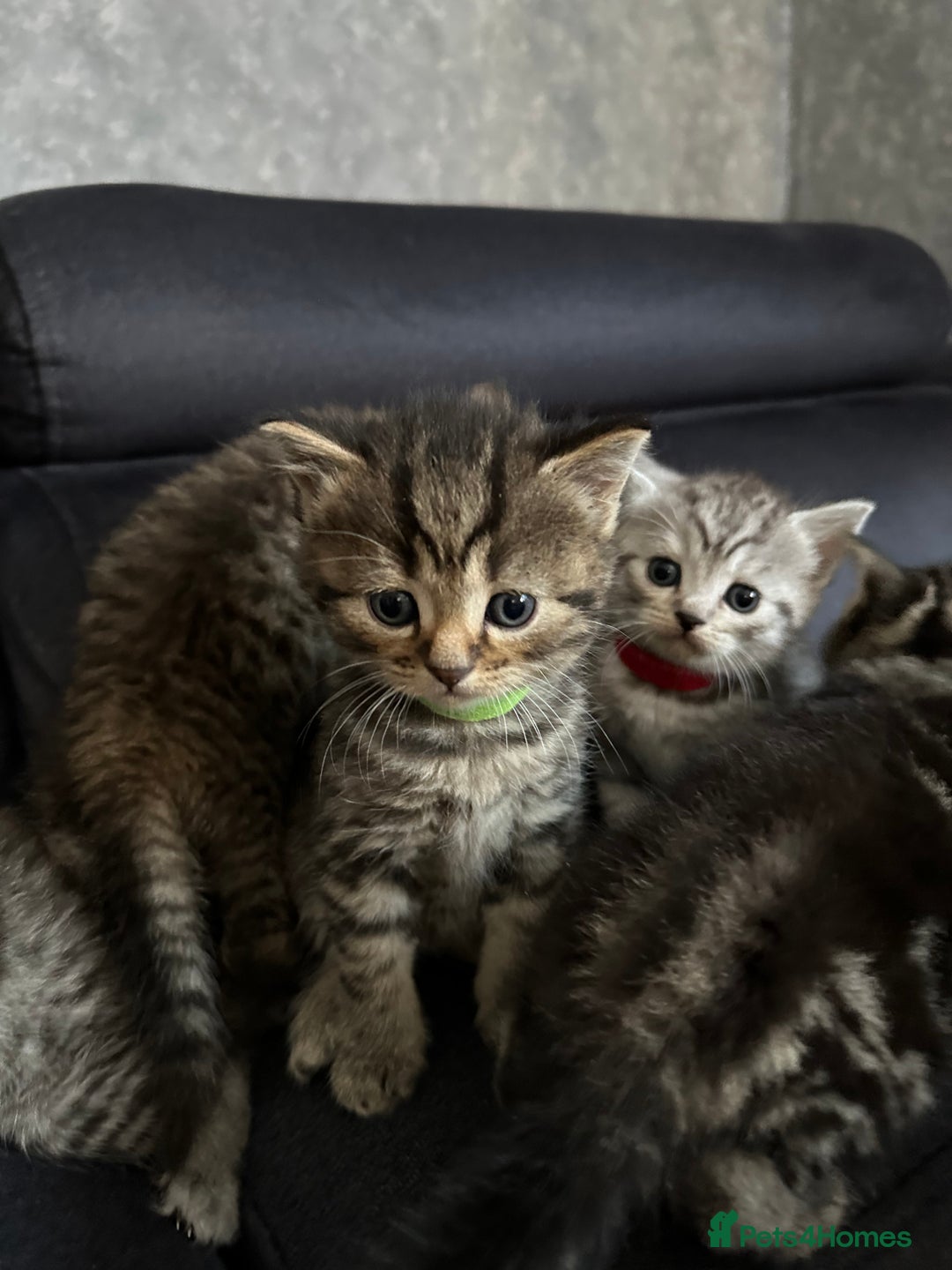 Scottish Fold cats for sale: Scottish fold/straight - Image 2