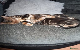 Mixed Breed cats for sale: Mixed bengal - Image 4