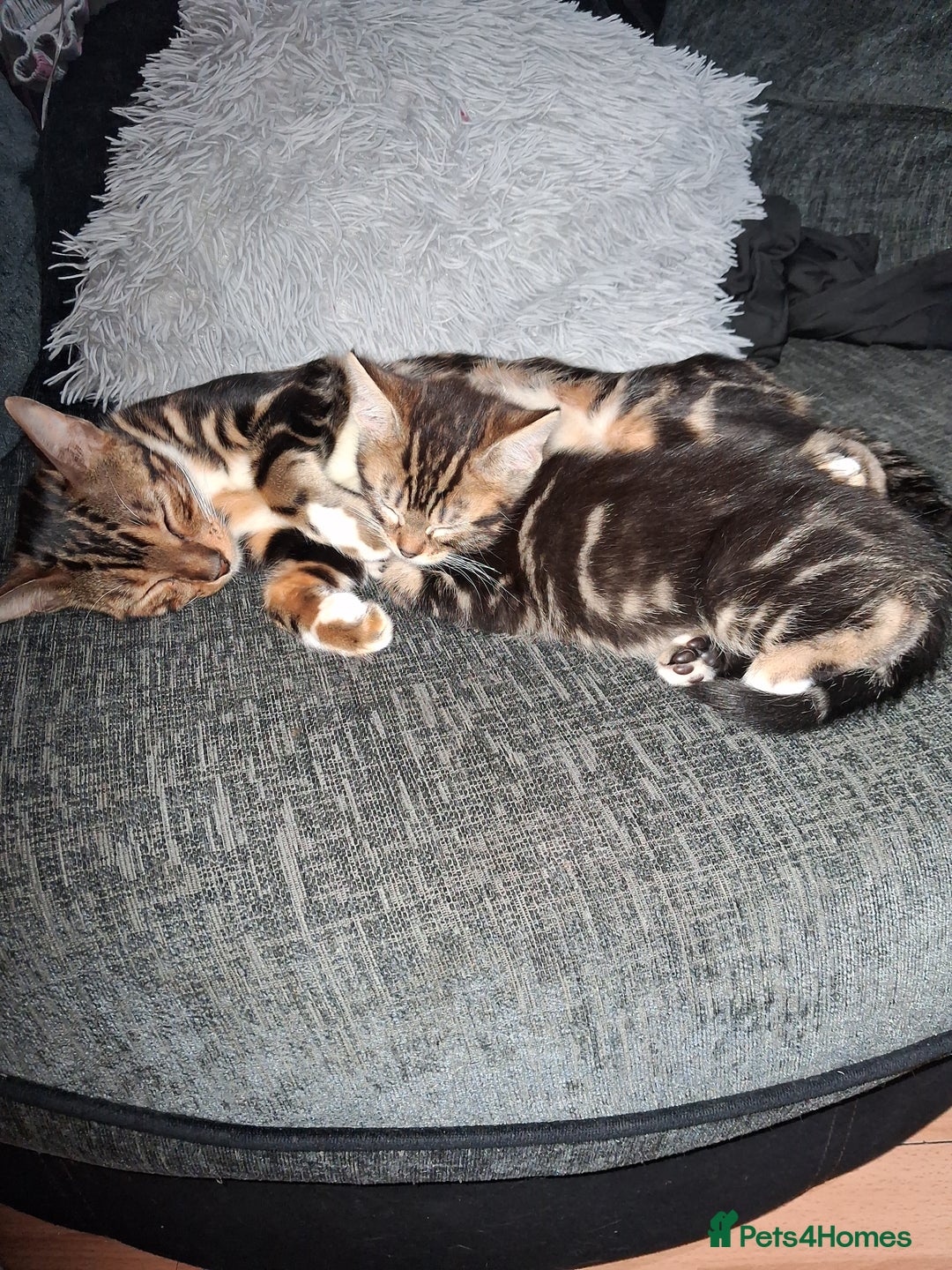 Mixed Breed cats for sale: Mixed bengal - Image 4