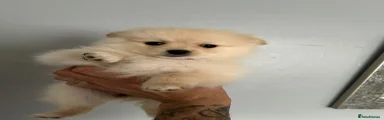 Pomeranian Puppy 1