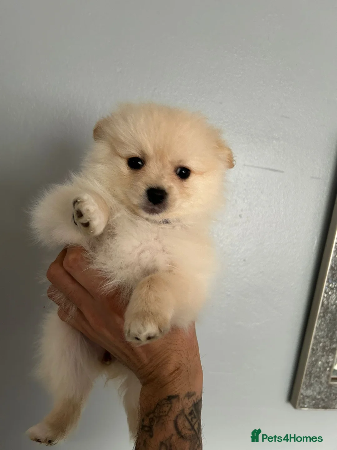 Pomeranian dogs for sale: Beautiful Pomeranian Puppies - Advert 2