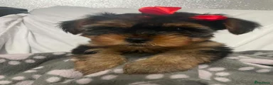 Yorkshire Terrier 2