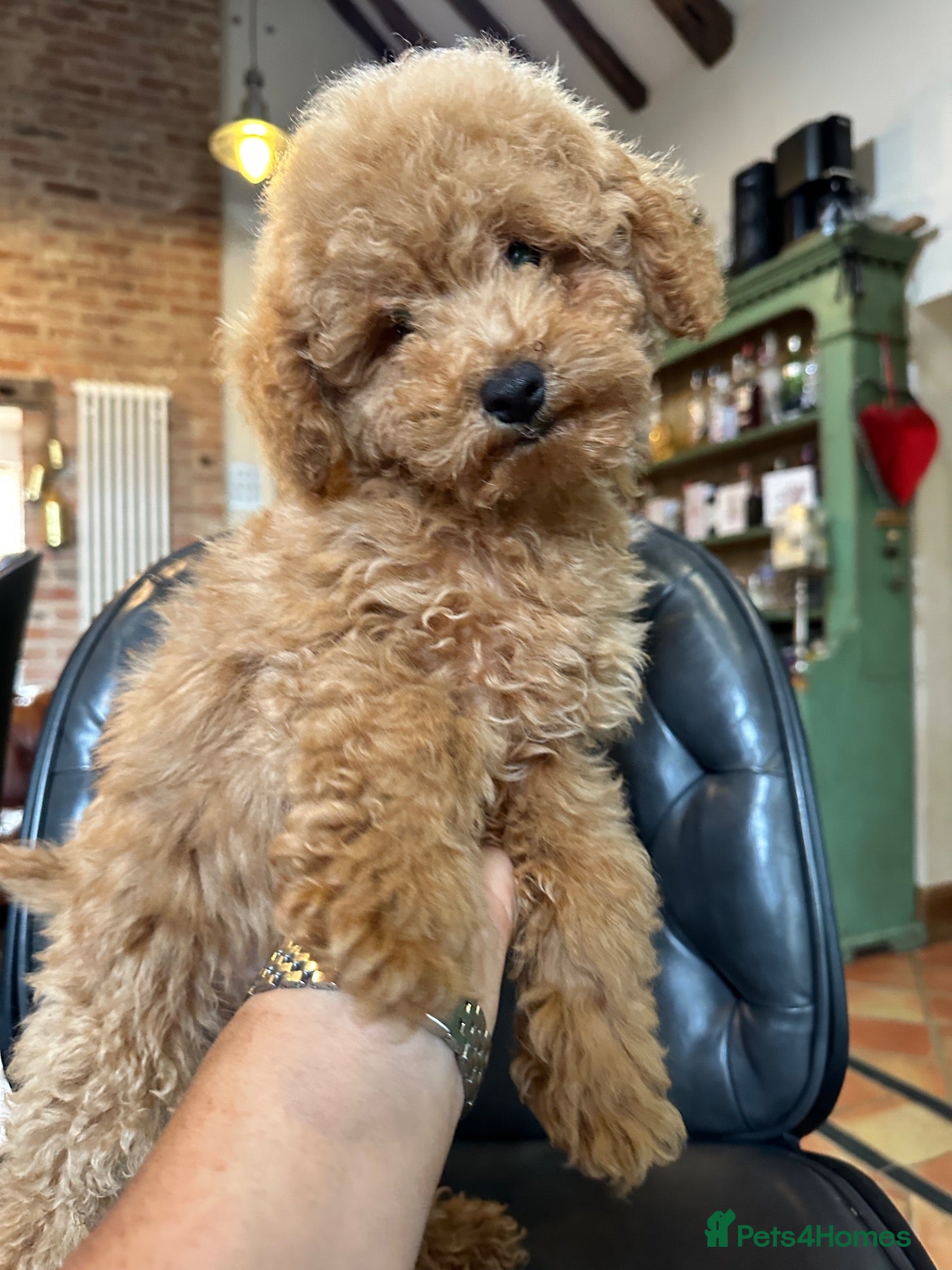 Miniature Poodle dogs 4 x BEAUTIFUL MINIATURE POODLE BOYS  - Advert 1