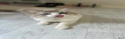 Ragdoll cats for stud: Ragdoll stud  - Advert 10