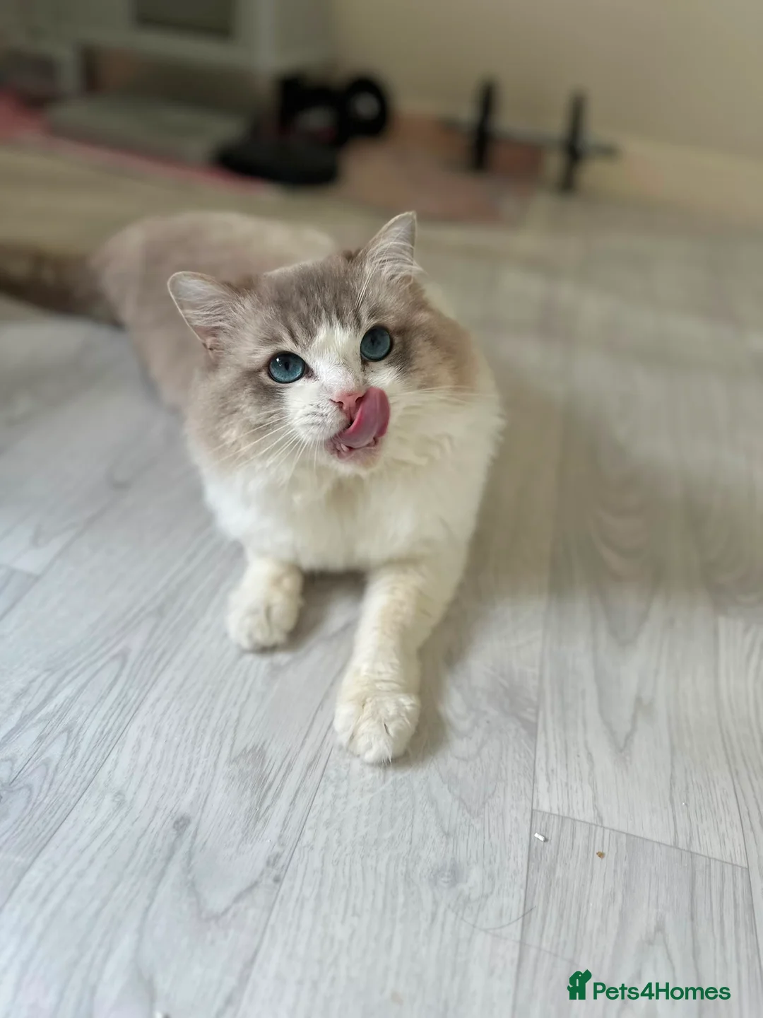 Ragdoll cats for stud: Ragdoll stud  - Advert 13
