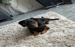 Dachshund dogs for sale: Dachshund Black and Tan  - Image 1