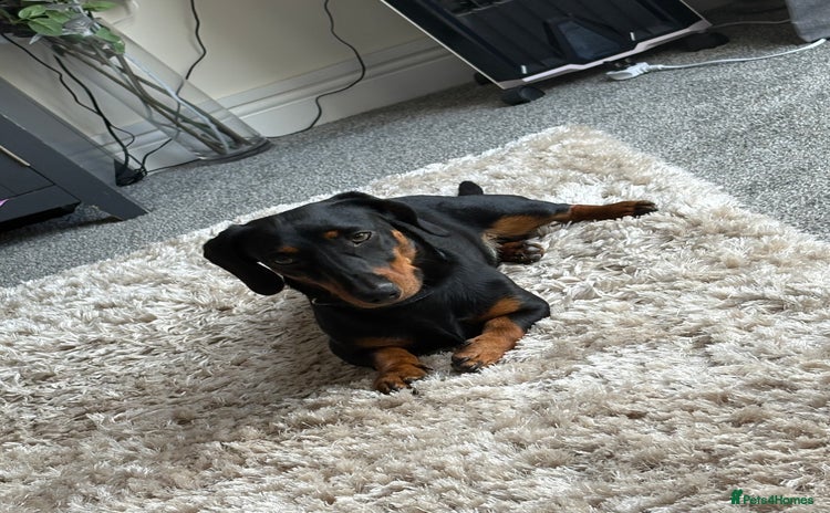 Dachshund dogs - Advert 1