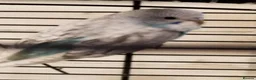 Budgerigars birds for sale: Beautiful budgies  in Gloucester - Advert 3