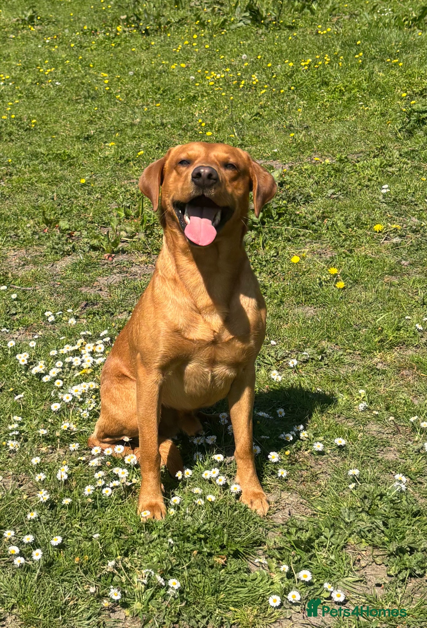 Labrador Retriever dogs KC Labrador for Stud 16 Champions in Lineage - Advert 1