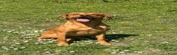 Labrador Retriever dogs for stud: KC Labrador for Stud 16 Champions in Lineage - Advert 2
