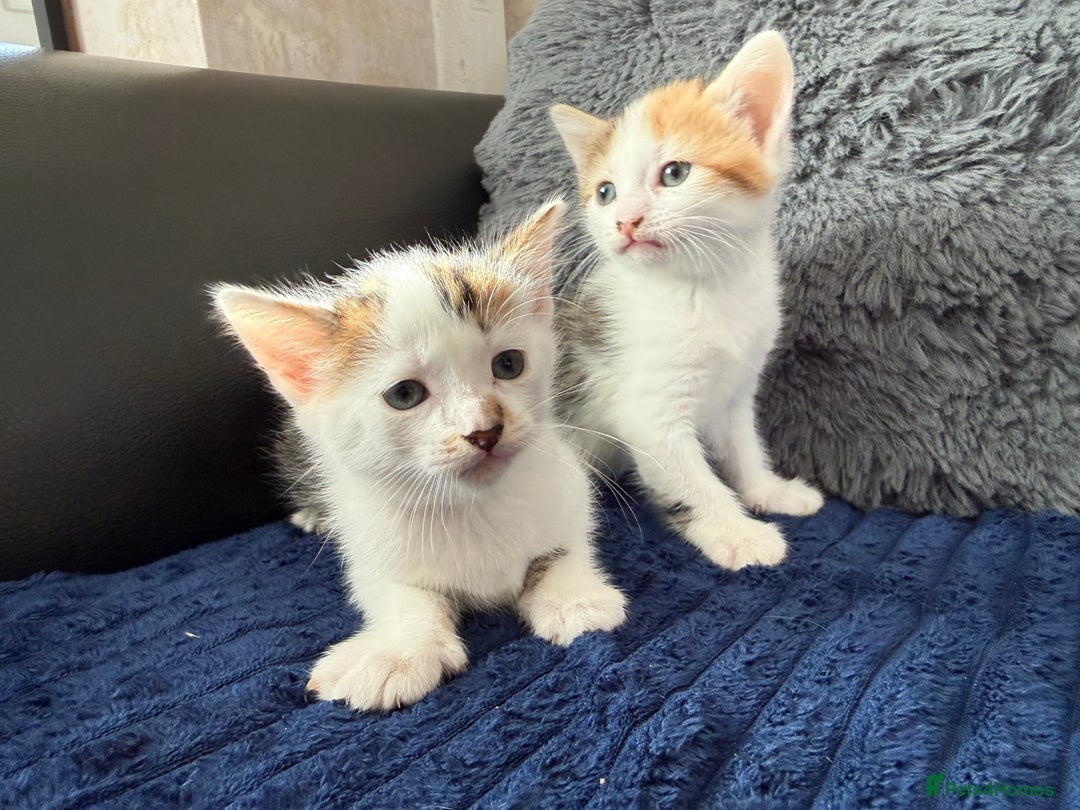 Mixed Breed cats for sale: Adorable Kittens Ready for Their Forever Homes!  - Image 2