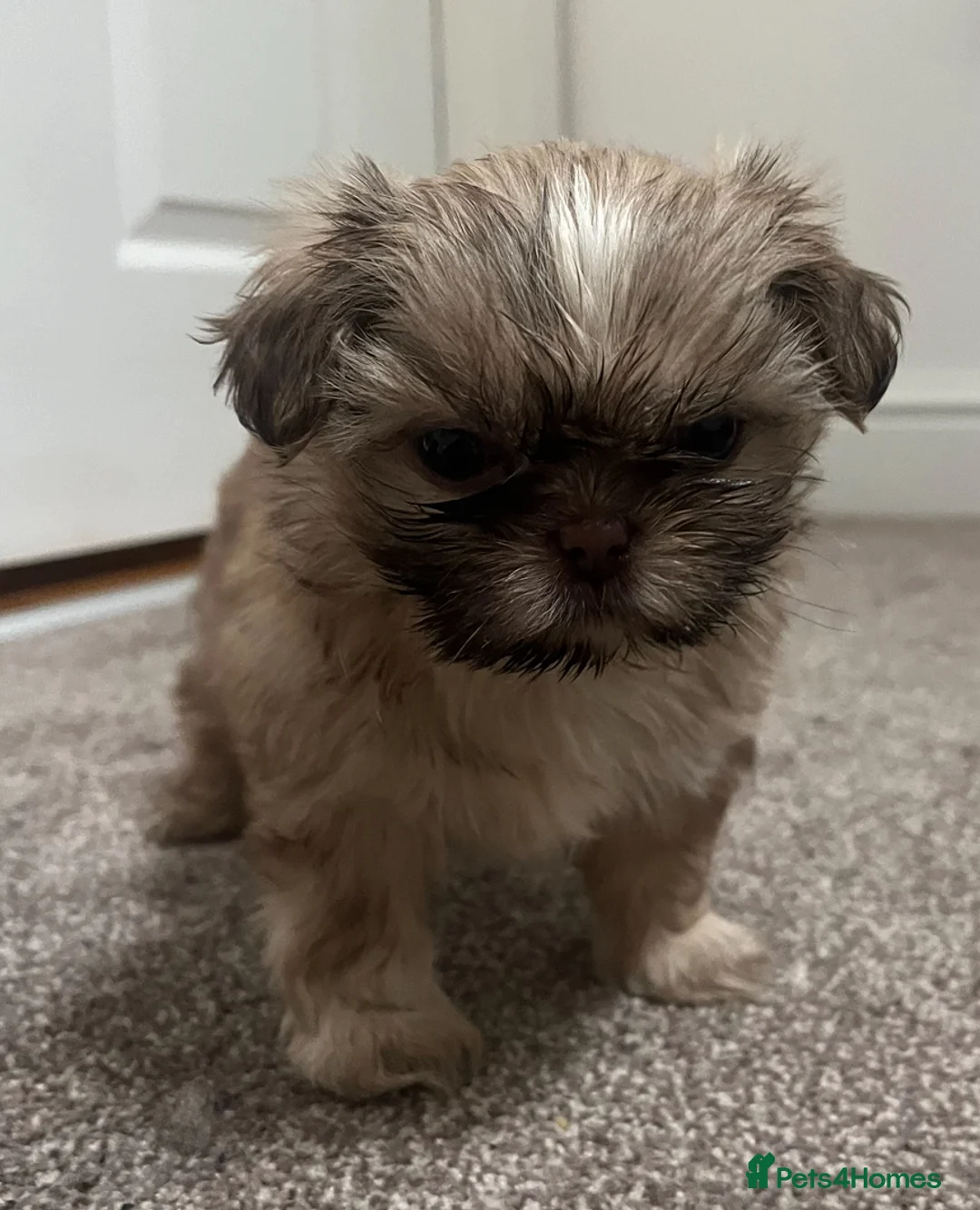 Shih Tzu dogs for sale: ✨Tiny Imperial Shih Tzu puppies ✨ - Advert 8