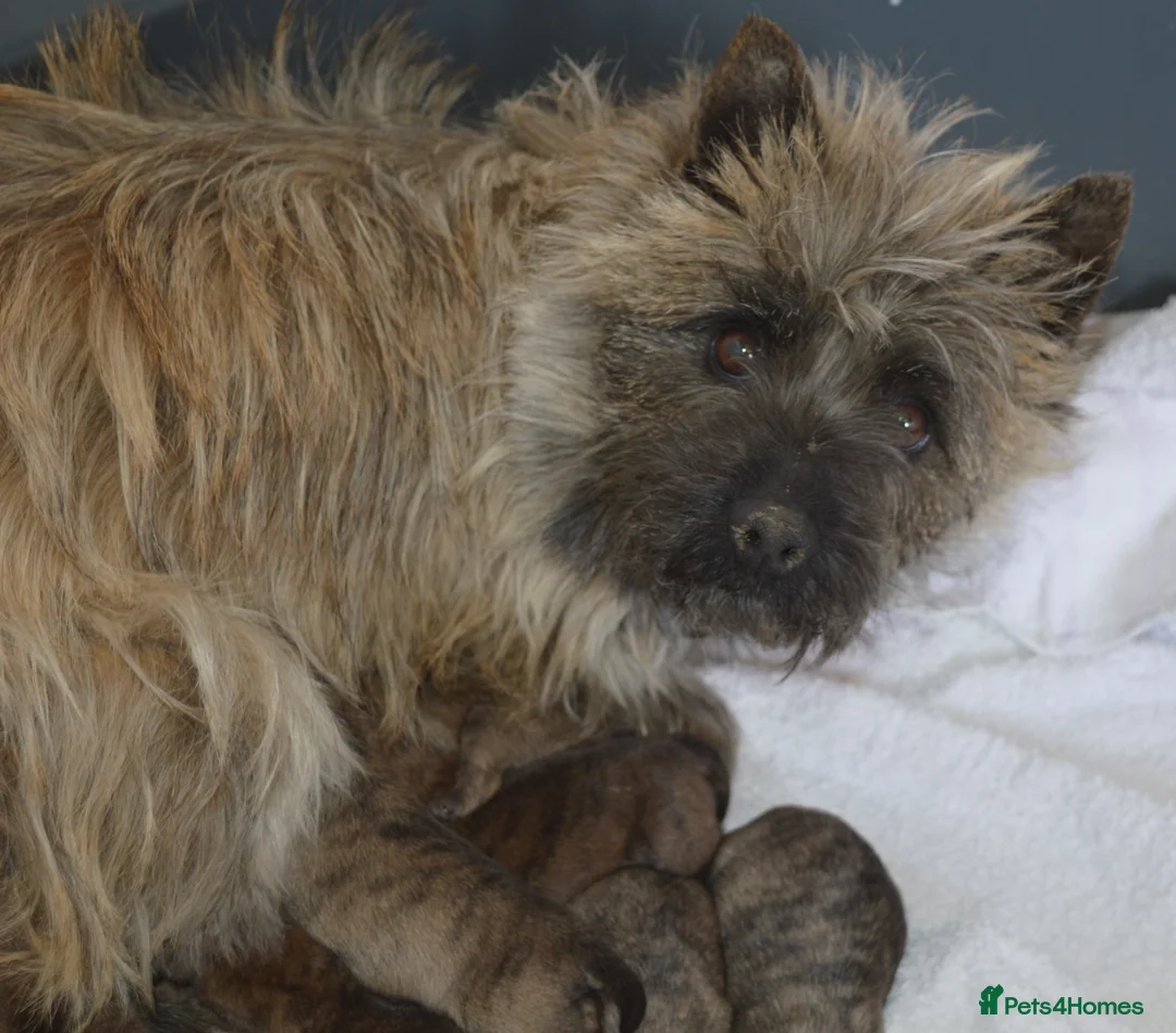 Cairn Terrier dogs for sale: GORGEOUS CAIRN TERRIER PUPPYS - Advert 2