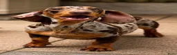 Miniature Dachshund dogs for sale: Beautiful Miniature Dachshund Female - Advert 2