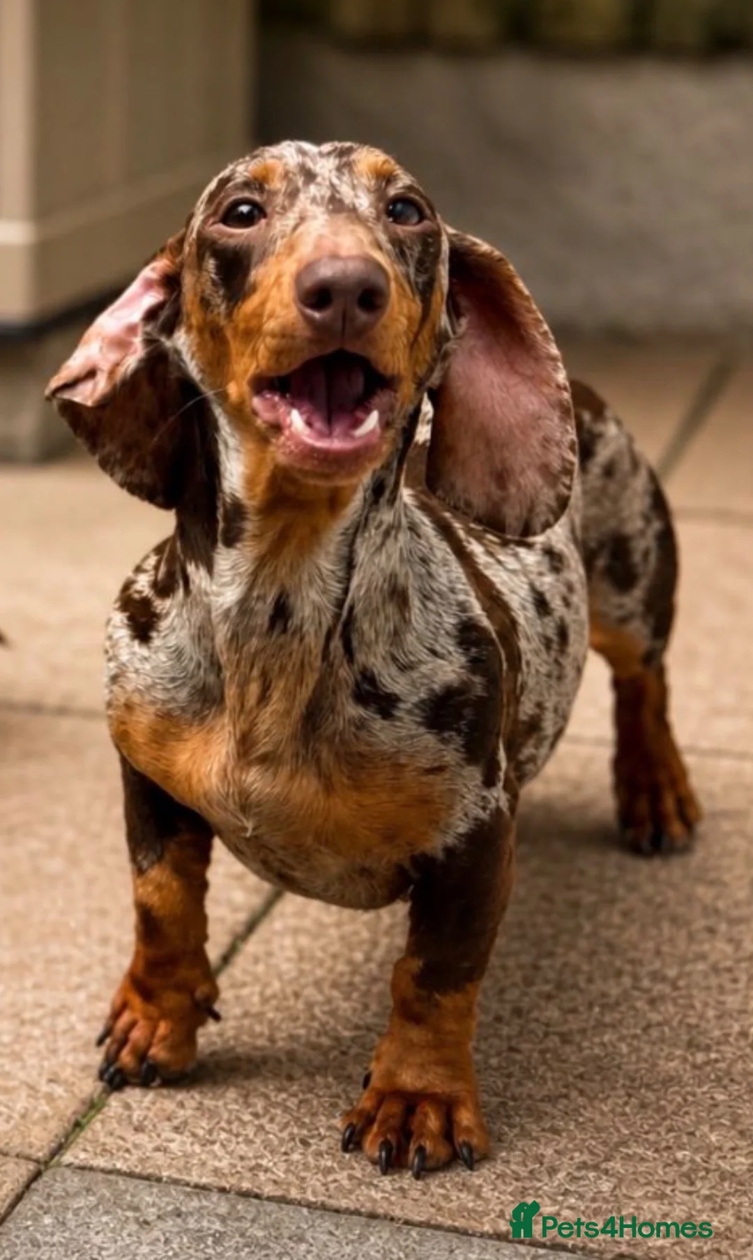 Miniature Dachshund dogs for sale: Beautiful Miniature Dachshund Female - Advert 2