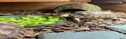 Tortoise reptiles for sale: Sulcata tortoise  - Advert 2