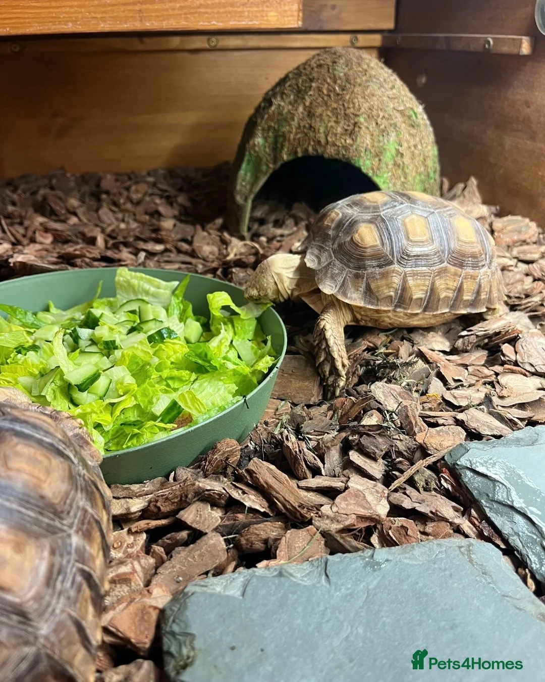 Tortoise reptiles for sale: Sulcata tortoise  - Advert 2