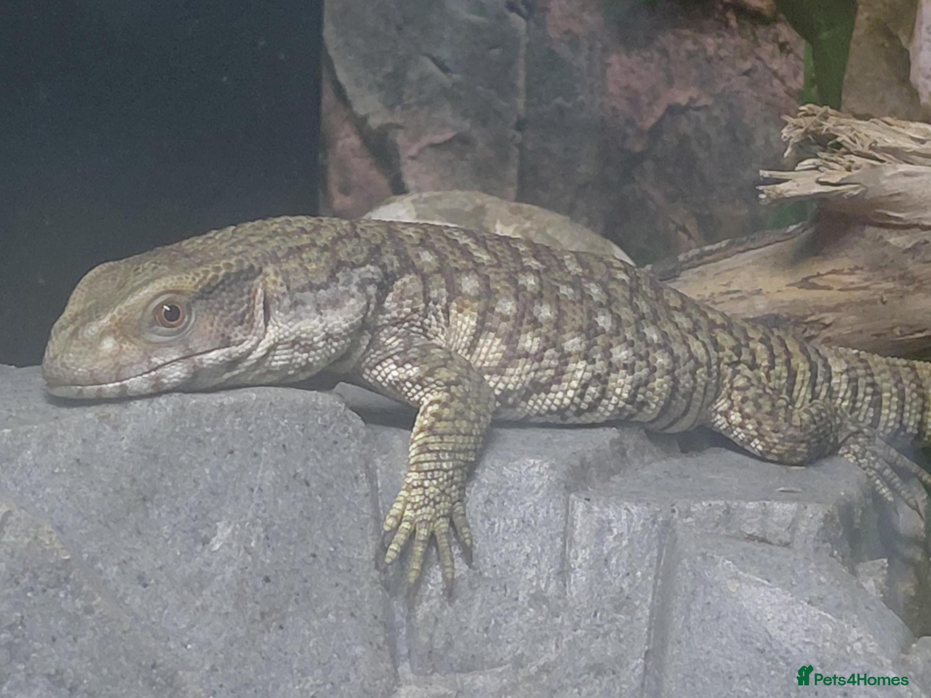 Monitor reptiles young Bosc monitor for sale - Advert 9