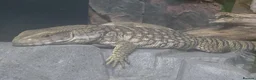 Monitor reptiles for sale: young Bosc monitor for sale - Advert 1