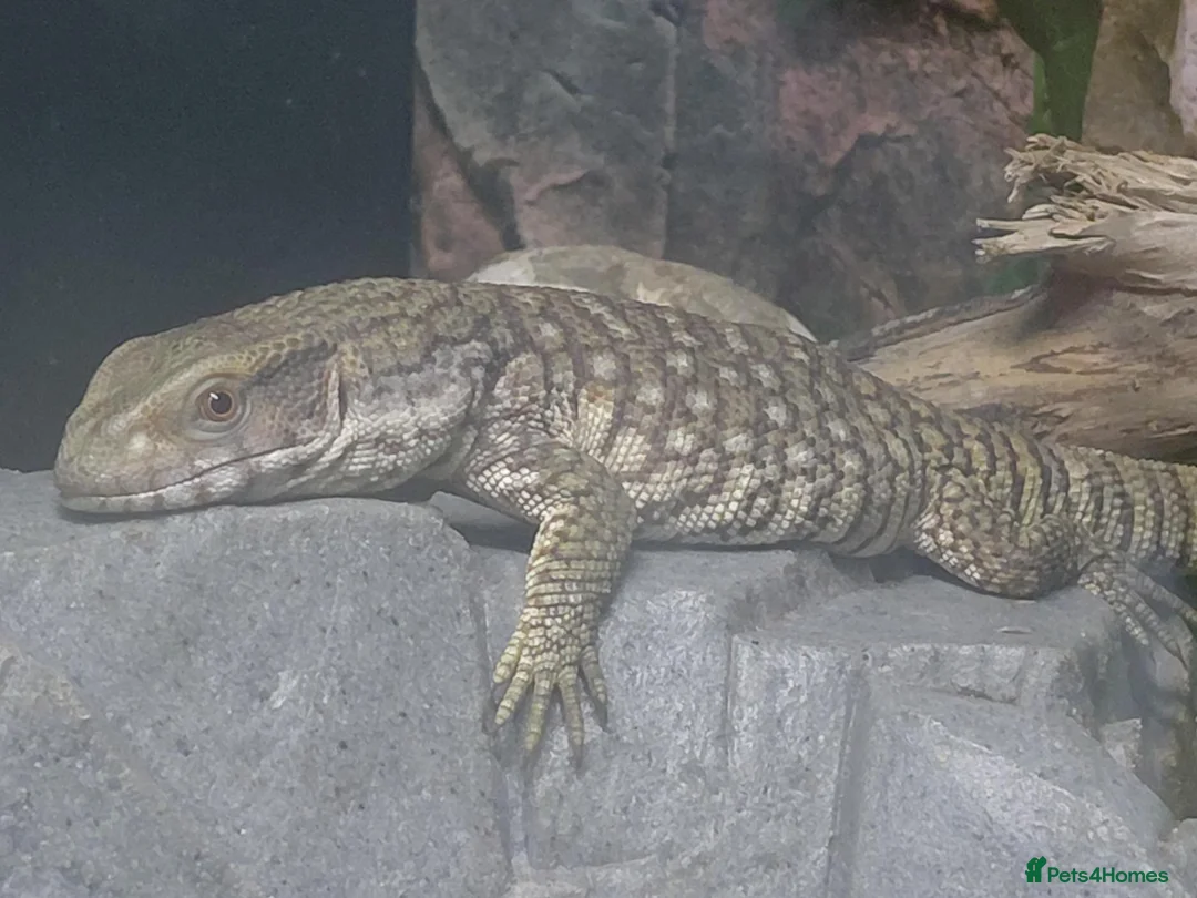 Monitor reptiles for sale: young Bosc monitor for sale - Advert 1