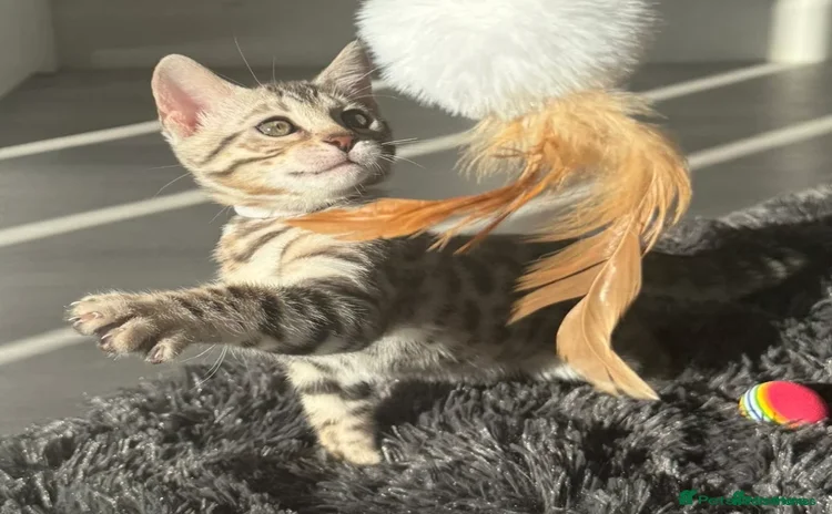 Bengal cats - Advert 2