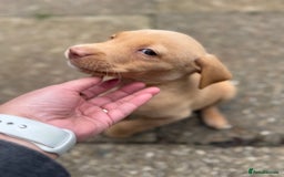 Labrador Retriever dogs for sale: Female Labrador Puppy - Image 2