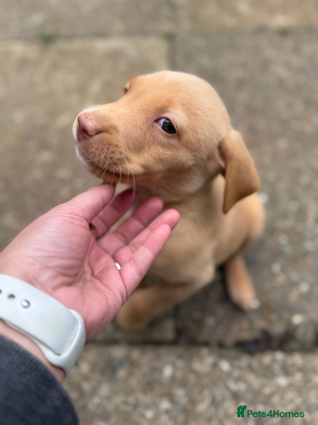 Labrador Retriever dogs for sale: Female Labrador Puppy - Image 2