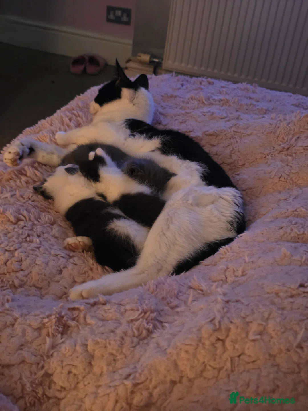 Mixed Breed cats for sale: Black & White Kitten - Advert 2