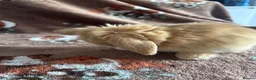 Mini Lop rabbits for sale: Mini Loops up for Reservation  - Advert 13