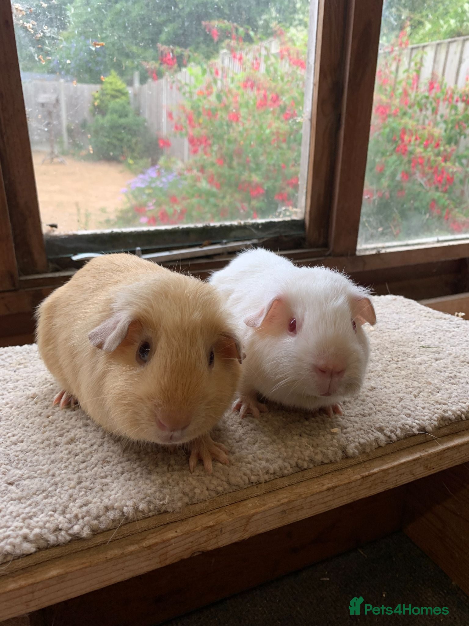 Guinea Pig rodents Sweet Baby Short Coated Satin Guinea Pig Boars - Advert 5