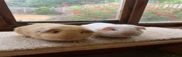 Guinea Pig rodents for sale: Sweet Baby Short Coated Satin Guinea Pig Boars - Advert 1