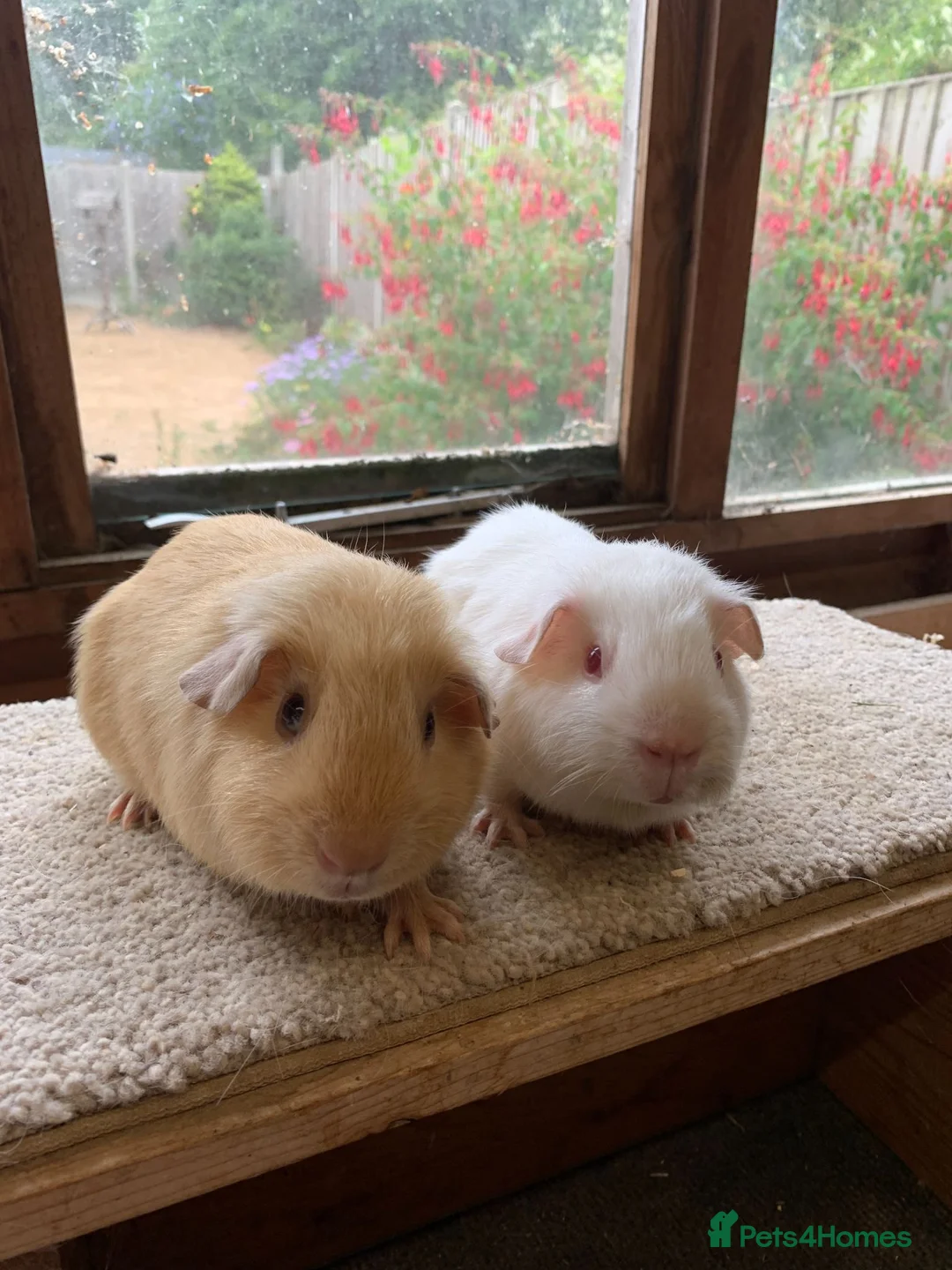 Guinea Pig rodents for sale: Sweet Baby Short Coated Satin Guinea Pig Boars - Advert 1