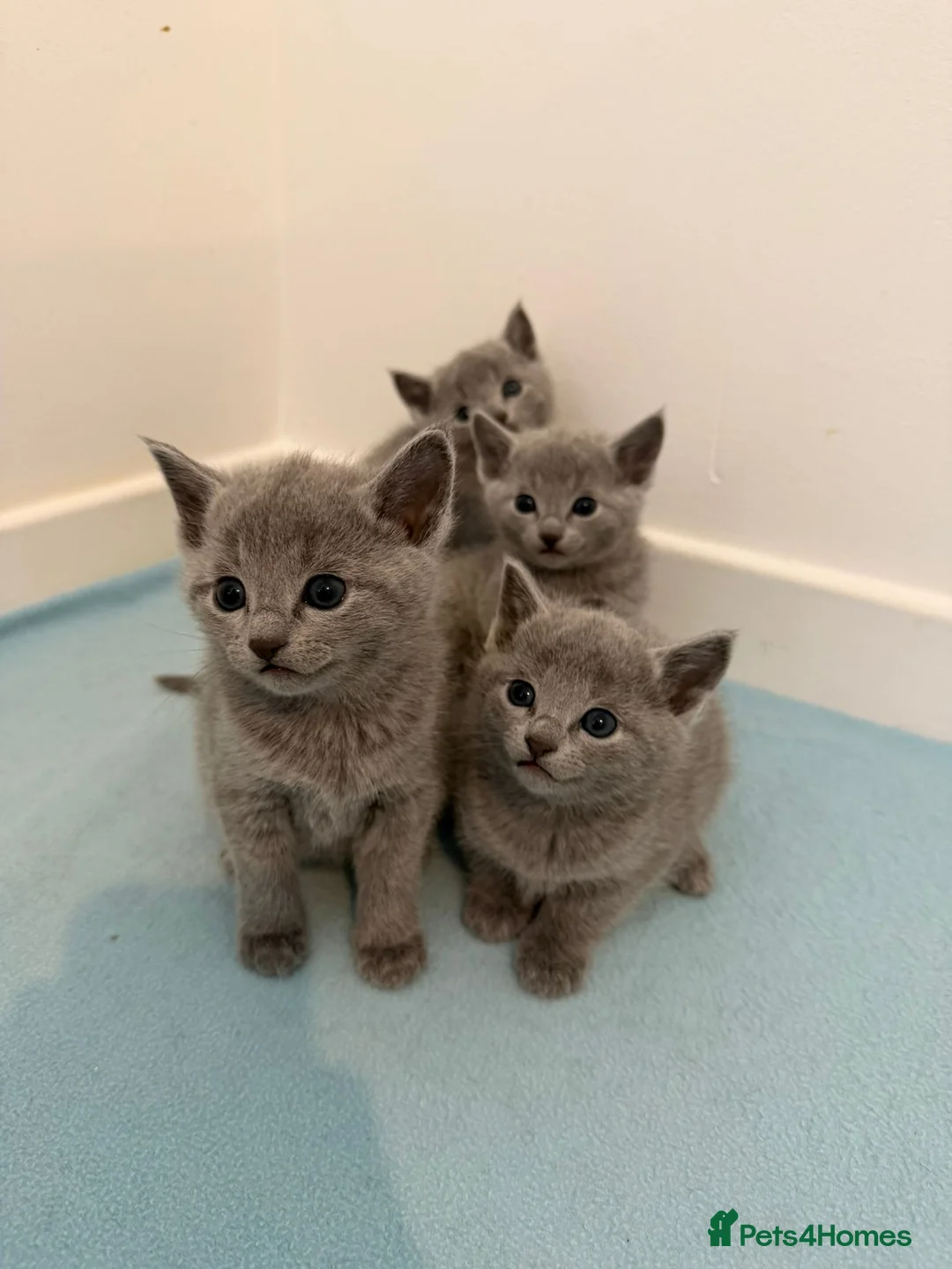 Russian Blue cats for sale: PEDIGREE BLUE RUSSIAN KITTENS  - Advert 20