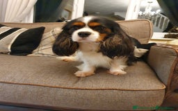 Cavalier King Charles Spaniel dogs for sale: Cavalier king charles spaniel puppies  - Advert 20