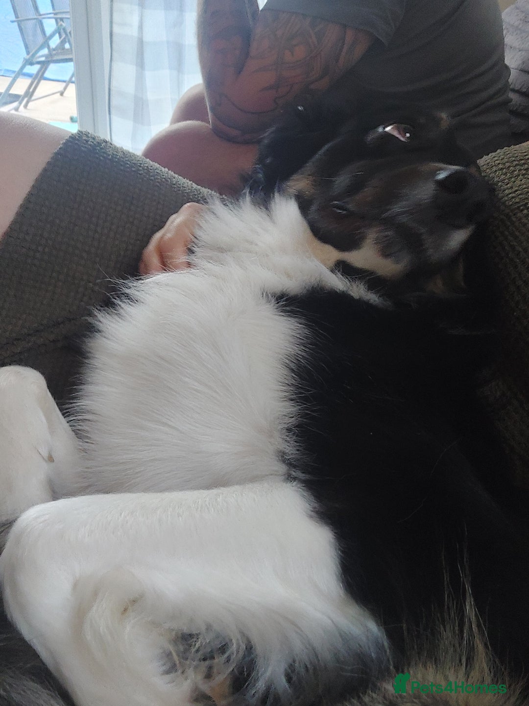 Border Collie dogs for sale: Beautiful border Collie bailey - Image 8