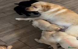 Labrador Retriever dogs for sale: Family-Raised Black And Yellow Lab Pups - Image 7