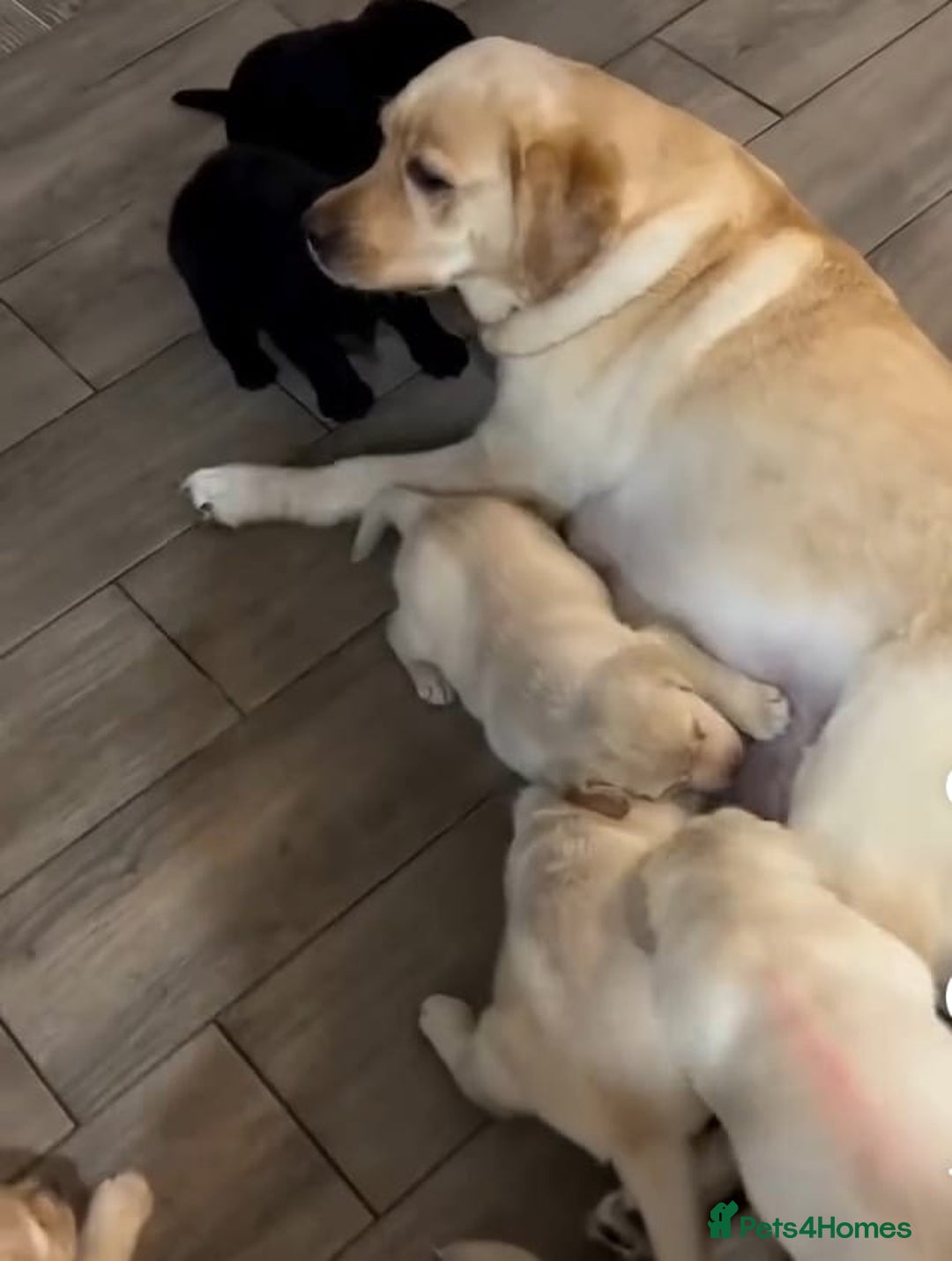 Labrador Retriever dogs for sale: Family-Raised Black And Yellow Lab Pups - Image 7