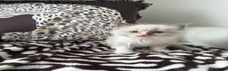 Ragdoll cats for sale: Ragdoll kittens  - Advert 6