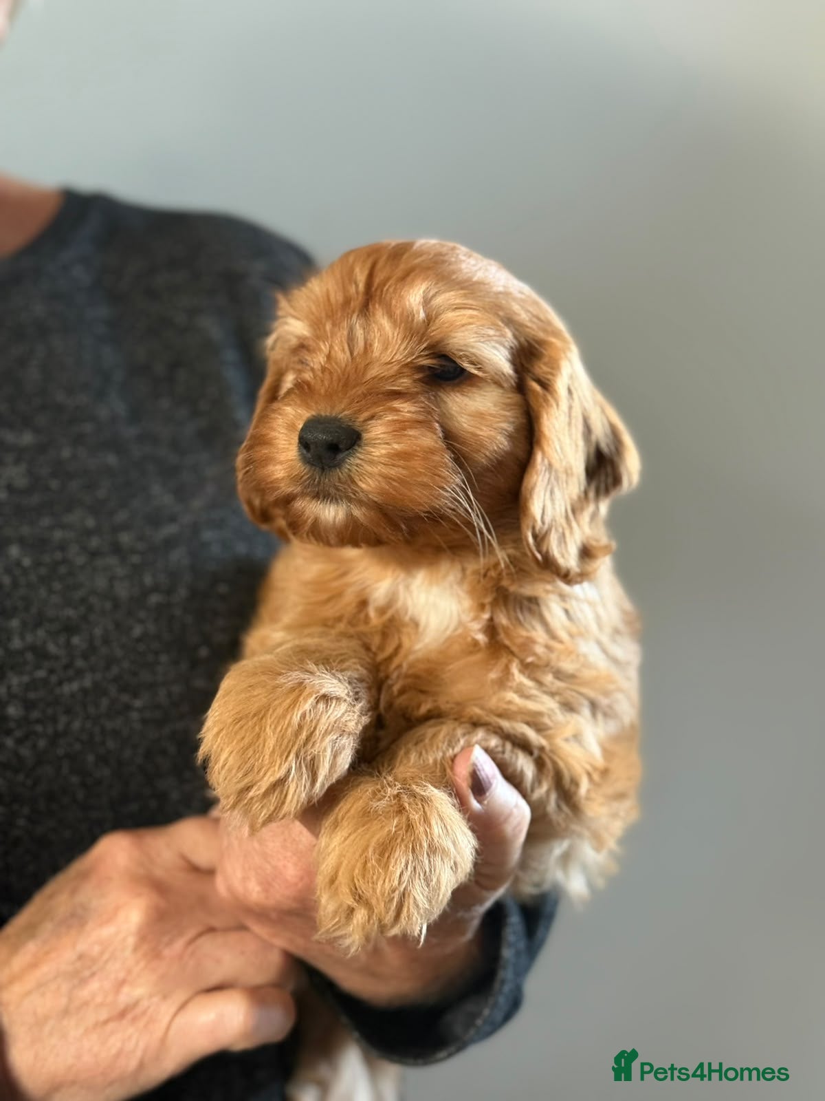 Cockapoo dogs F1b cockapoos - Advert 2