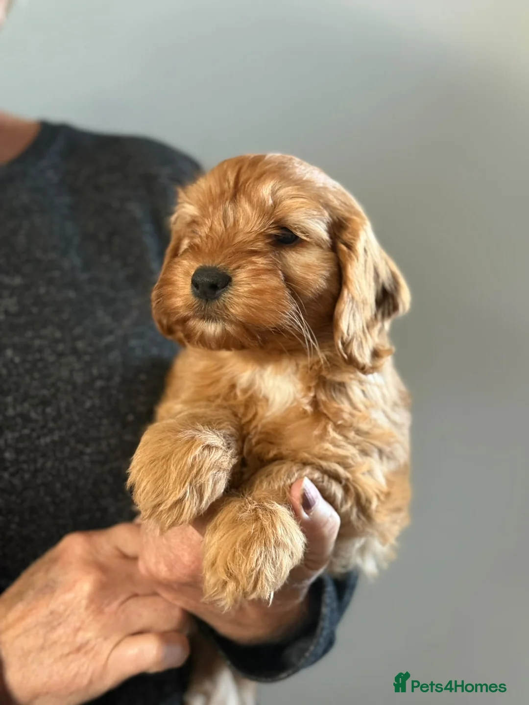 Cockapoo dogs for sale: F1b cockapoos - Advert 2