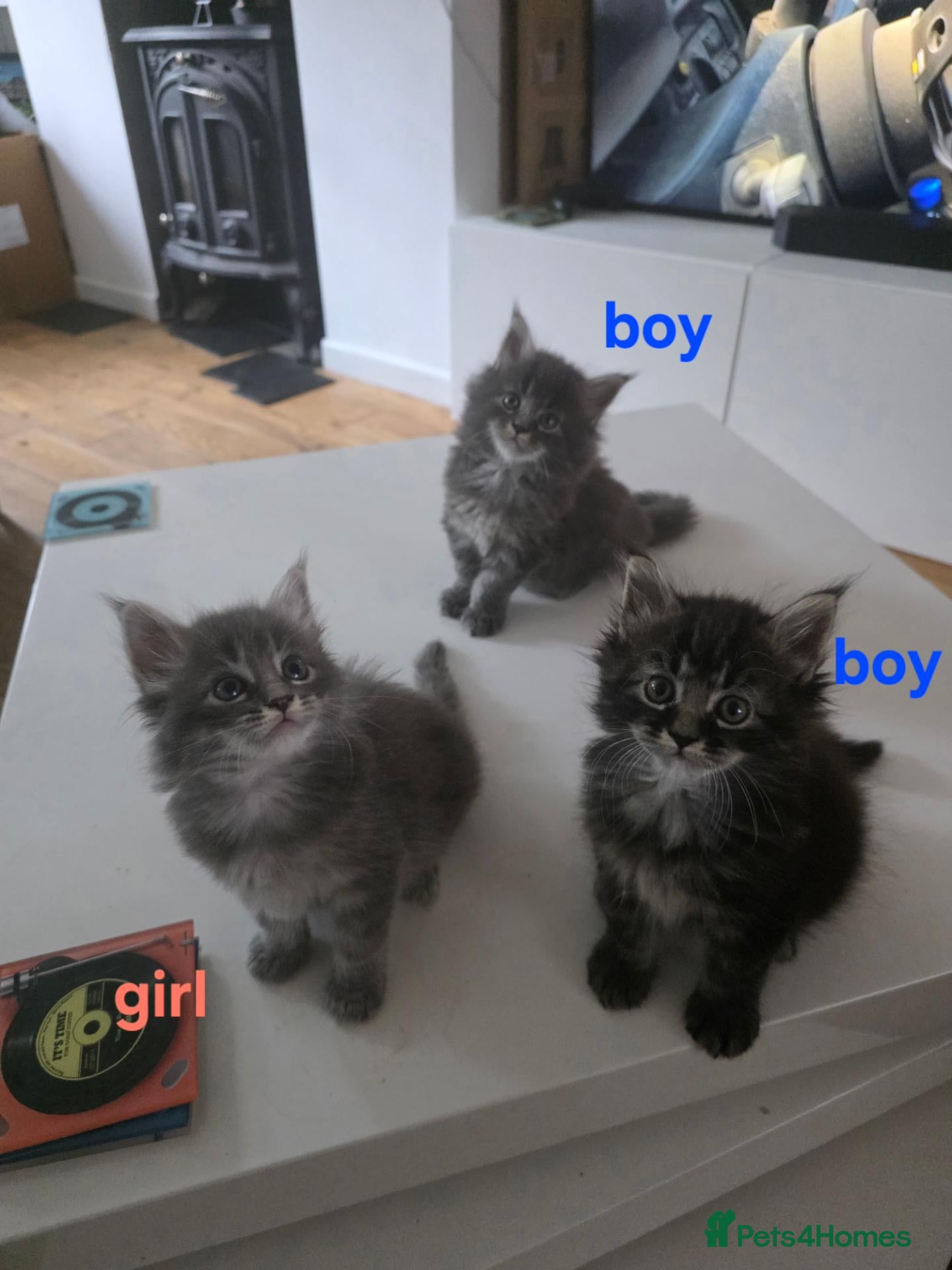Maine Coon cats Maine coon kittens  - Advert 1