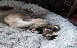 Shih Tzu dogs for sale: Lovely litter of shihtzu  - Image 7