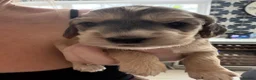Mixed Breed dogs for sale: Stunning examples of Sprockerpoos  in Bedworth - Advert 8