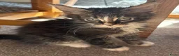 Maine Coon cats for sale: Beautiful Pedigree Maine Coon Kittens  - Advert 19