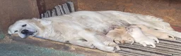 Golden Retriever dogs for sale: Beautiful Golden retriever puppies - Advert 2