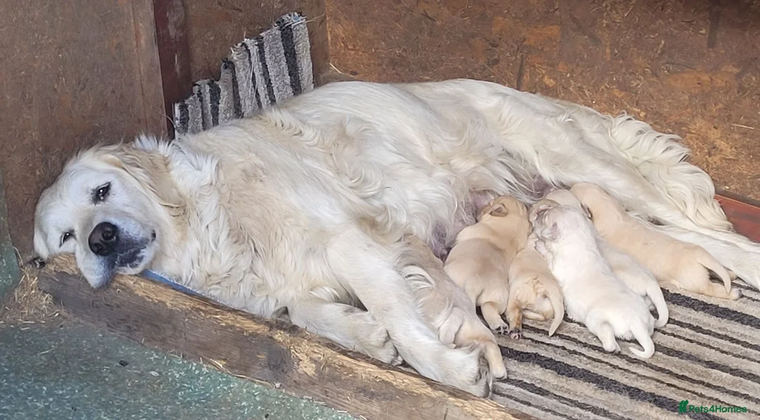 Golden Retriever dogs for sale: Beautiful Golden retriever puppies - Advert 2