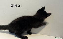 Domestic Shorthair cats for sale: 2 female kittens READY NOW!!! - Image 6