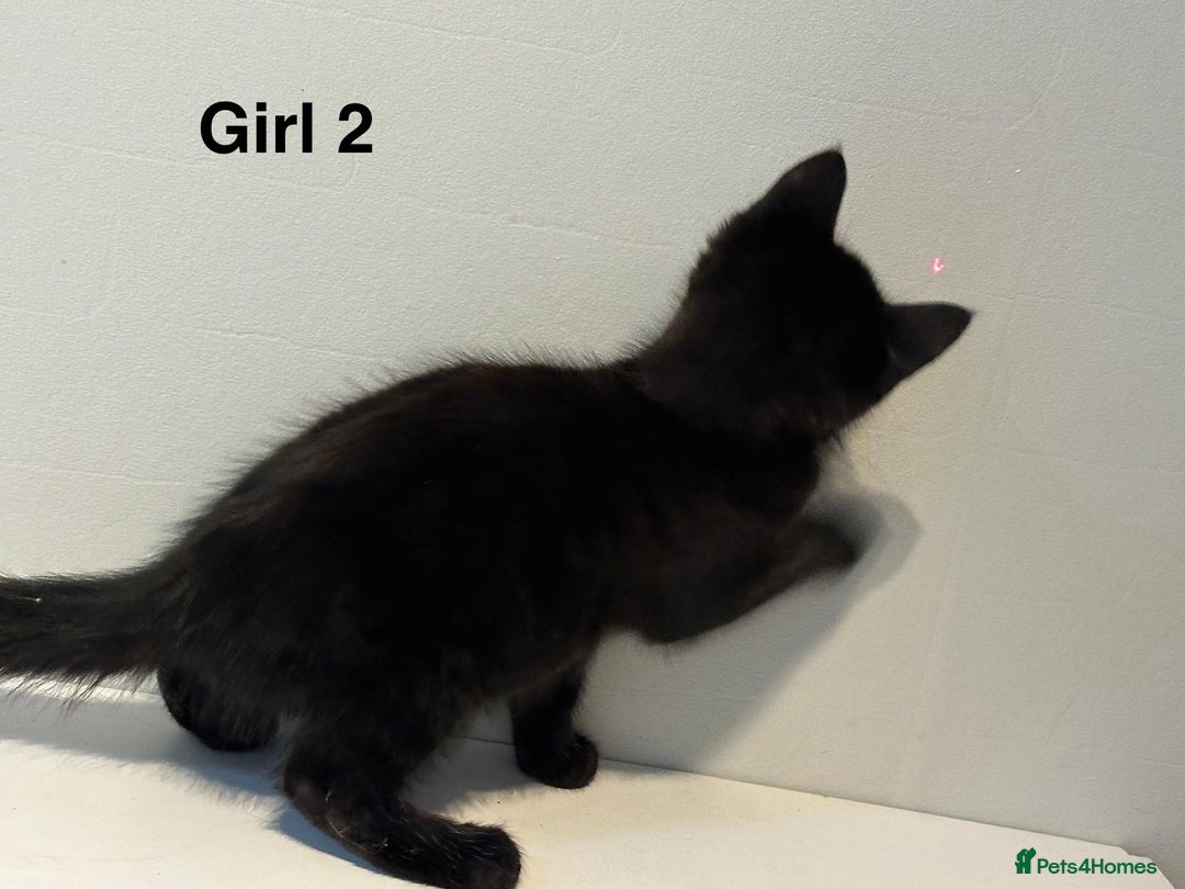 Domestic Shorthair cats for sale: 2 female kittens READY NOW!!! - Image 6
