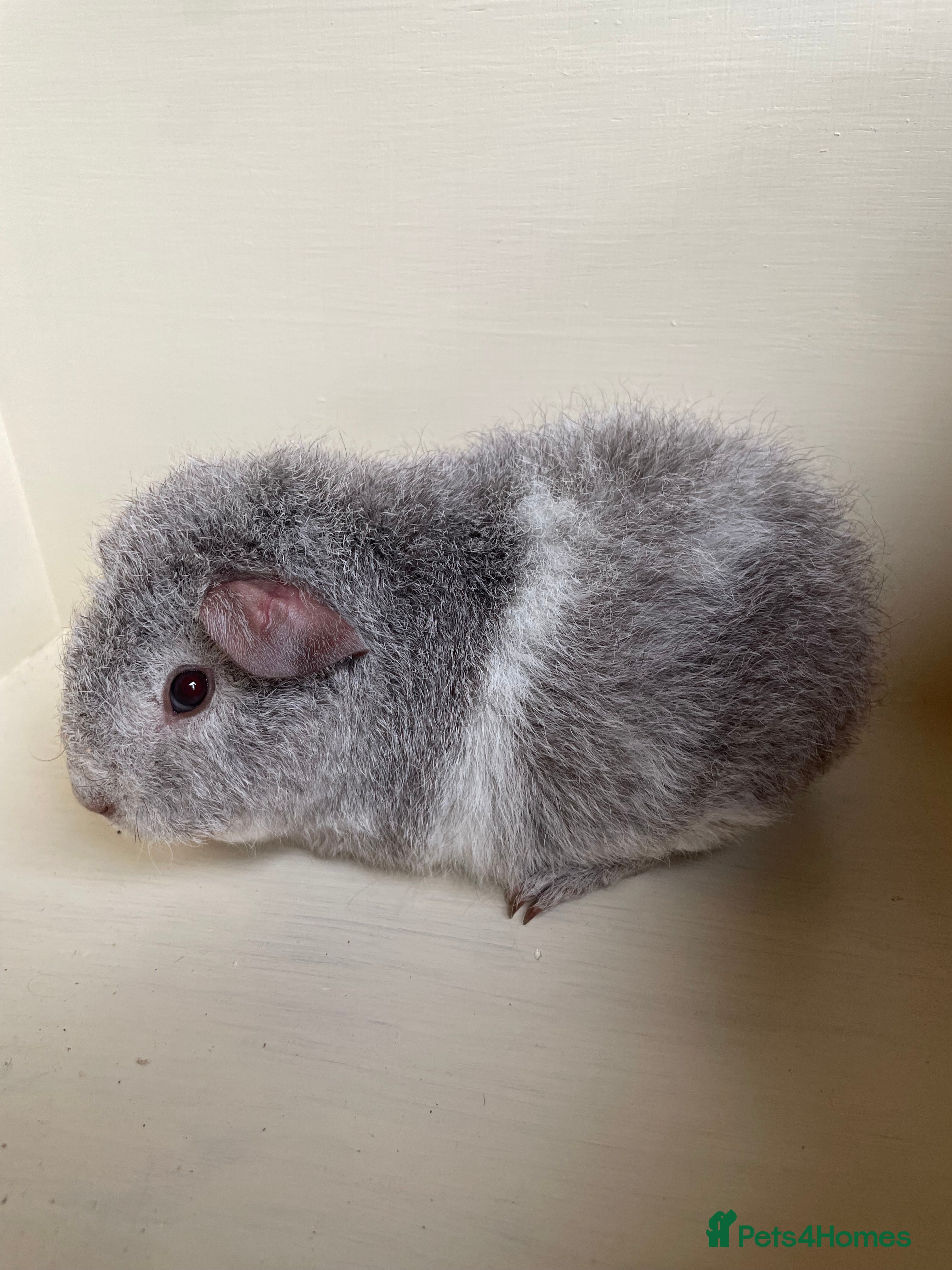 Guinea Pig rodents  Teddy, Rex and Funky Guinea Pigs.  - Advert 9